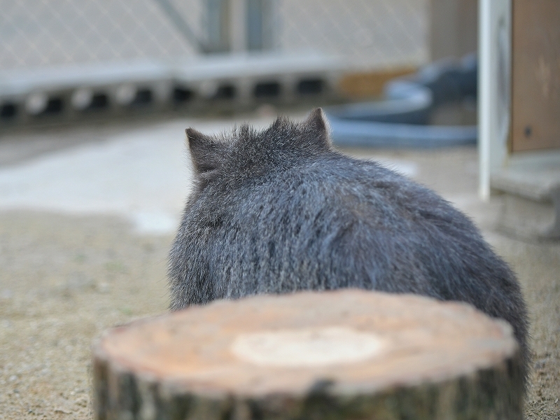 大きな木の声、ユキの瞳に溢れた涙　～～～後編～～～_a0164204_14425024.jpg