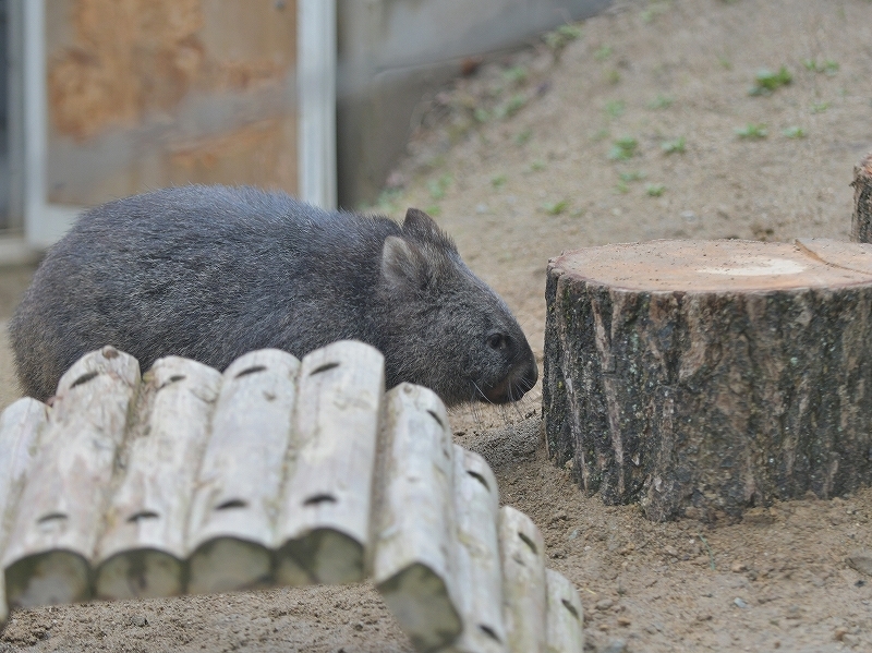 大きな木の声、ユキの瞳に溢れた涙　～～～後編～～～_a0164204_14490018.jpg