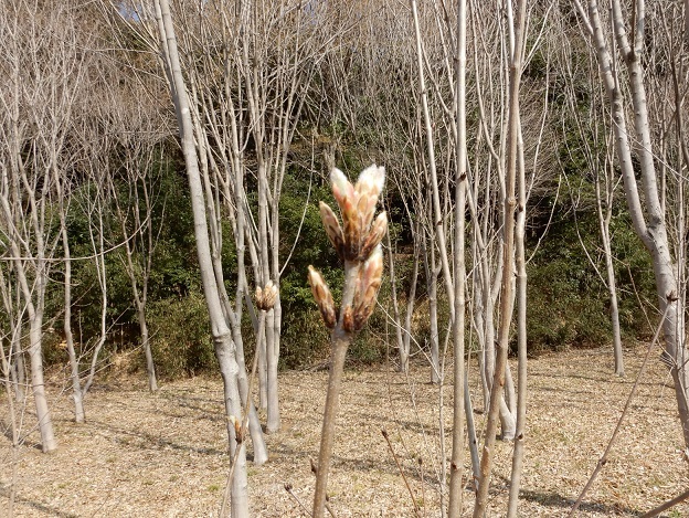 芽吹き前_e0148806_16473642.jpg