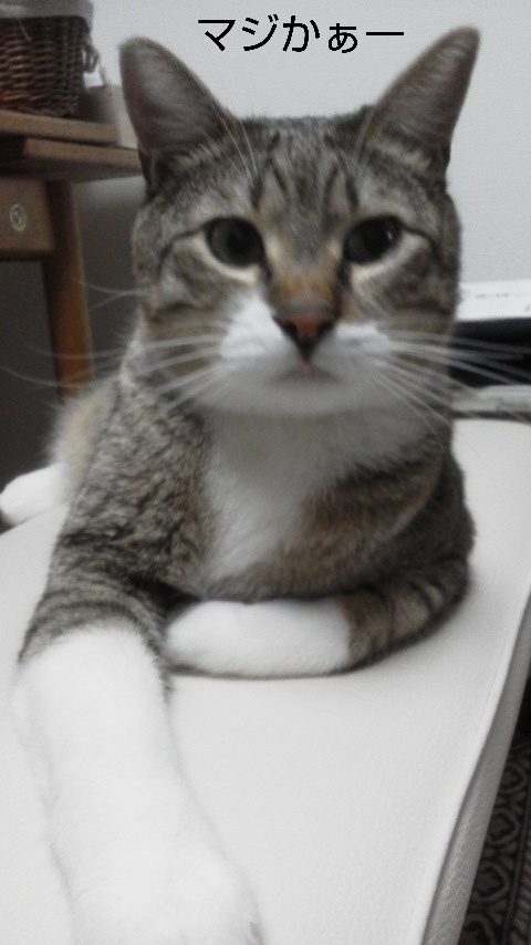 意気消沈。。。ちーん。_f0316507_22501563.jpg