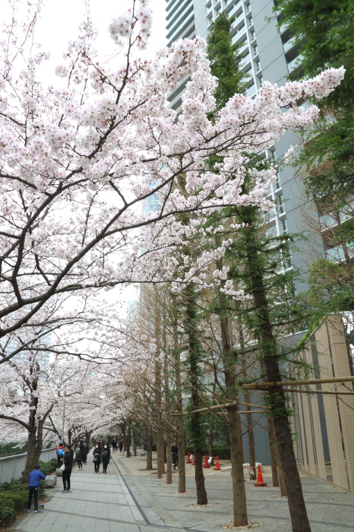 目黒川の桜_b0190710_16503612.jpg