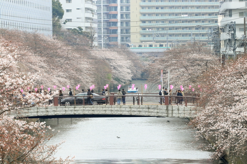 目黒川の桜_b0190710_16503645.jpg