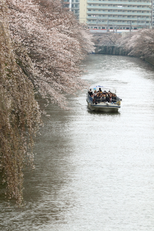 目黒川の桜_b0190710_16503673.jpg