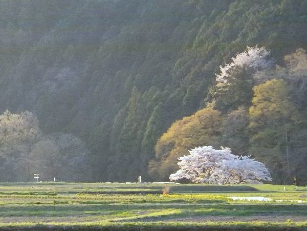谷戸の桜_c0141013_07483682.jpg