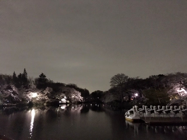 夜桜ごはん @ SOPRA 井の頭公園_e0208519_09221750.jpg