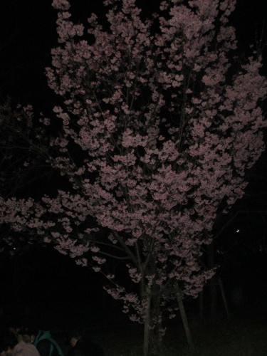 ユトリート教室 花見パーティ_e0175020_18275705.jpg