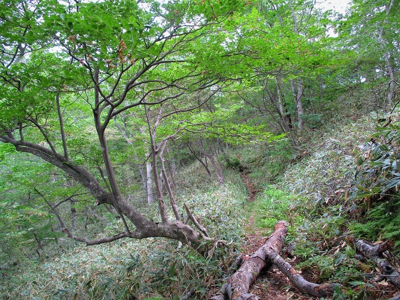 上信越　ドウダンツツジが咲き誇る稲包山　　　　　Mount Inatutumi in Jōshin\'etsu-kōgen National Park_f0308721_15441234.jpg