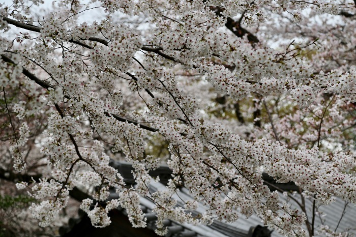 プリンス高輪 日本庭園散策　2019.3.29　Sanpo 139_e0237623_09273613.jpeg