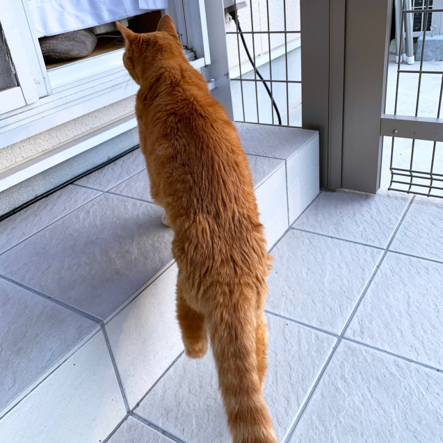 後ろから見ても前から見ても_d0355333_22483000.jpg