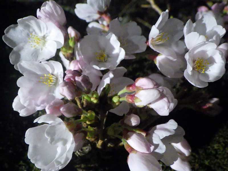 旧県庁のお堀の桜　2019_b0330744_07273496.jpg