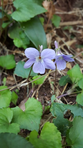 鎌倉、花の季節のはじまり_f0357044_11575980.jpg