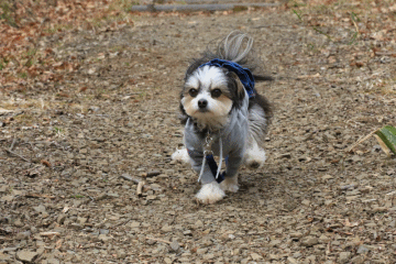c0145250_19551845.gif