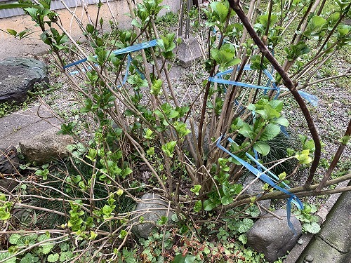 c0327752_10172114.jpg