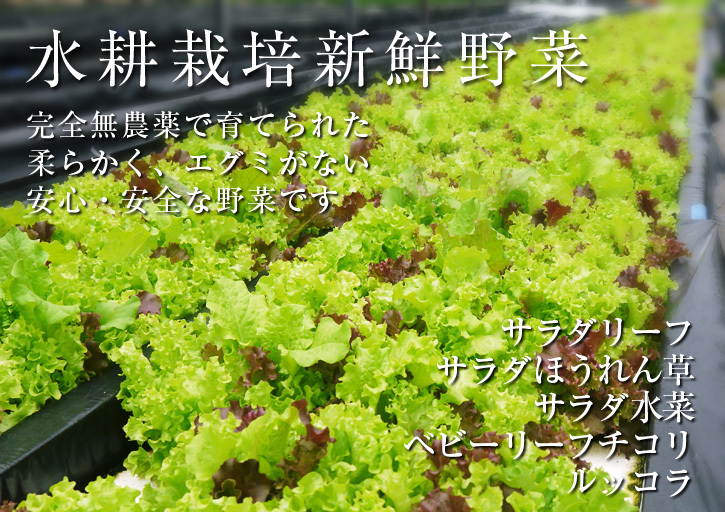 水耕栽培の新鮮野菜 朝採り新鮮野菜を即日発送!無農薬栽培の生野菜!今なら全商品がそろってます!_a0254656_16455368.jpg