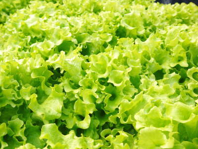 水耕栽培の新鮮野菜 朝採り新鮮野菜を即日発送!無農薬栽培の生野菜!今なら全商品がそろってます!_a0254656_17183413.jpg
