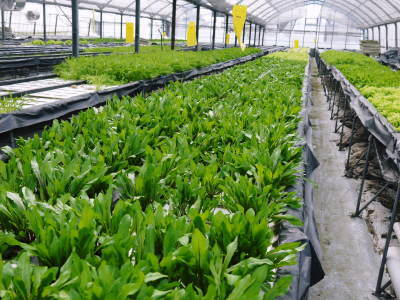 水耕栽培の新鮮野菜 朝採り新鮮野菜を即日発送!無農薬栽培の生野菜!今なら全商品がそろってます!_a0254656_17224578.jpg