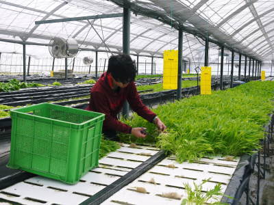 水耕栽培の新鮮野菜 朝採り新鮮野菜を即日発送!無農薬栽培の生野菜!今なら全商品がそろってます!_a0254656_17355701.jpg