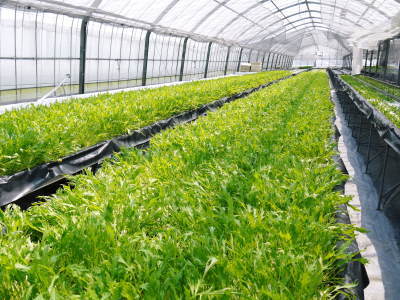水耕栽培の新鮮野菜 朝採り新鮮野菜を即日発送!無農薬栽培の生野菜!今なら全商品がそろってます!_a0254656_17462471.jpg