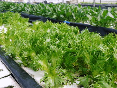 水耕栽培の新鮮野菜 朝採り新鮮野菜を即日発送!無農薬栽培の生野菜!今なら全商品がそろってます!_a0254656_17480046.jpg