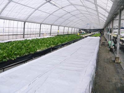 水耕栽培の新鮮野菜 朝採り新鮮野菜を即日発送!無農薬栽培の生野菜!今なら全商品がそろってます!_a0254656_17531008.jpg