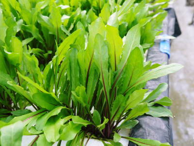 水耕栽培の新鮮野菜 朝採り新鮮野菜を即日発送!無農薬栽培の生野菜!今なら全商品がそろってます!_a0254656_18180542.jpg