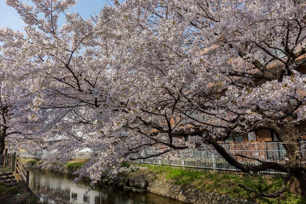 近所の桜が満開になりました_f0044056_17533354.jpg