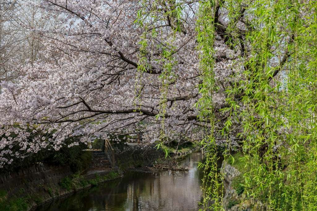 近所の桜が満開になりました_f0044056_17542394.jpg