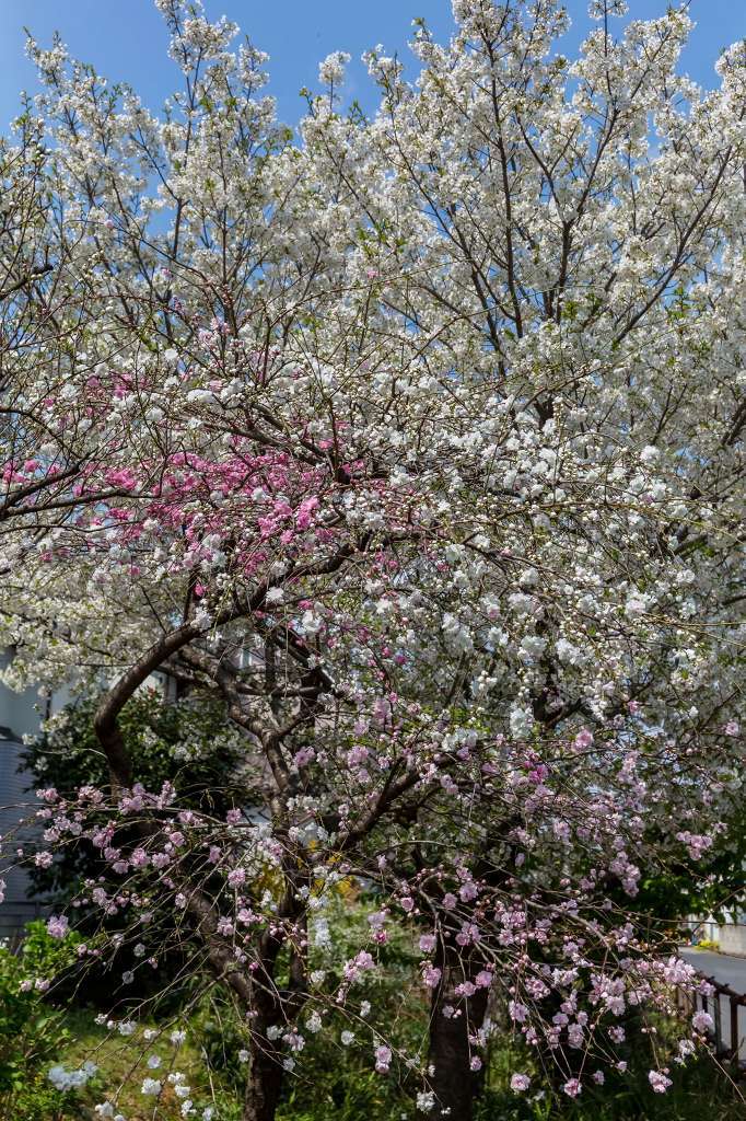 近所の桜が満開になりました_f0044056_17552377.jpg