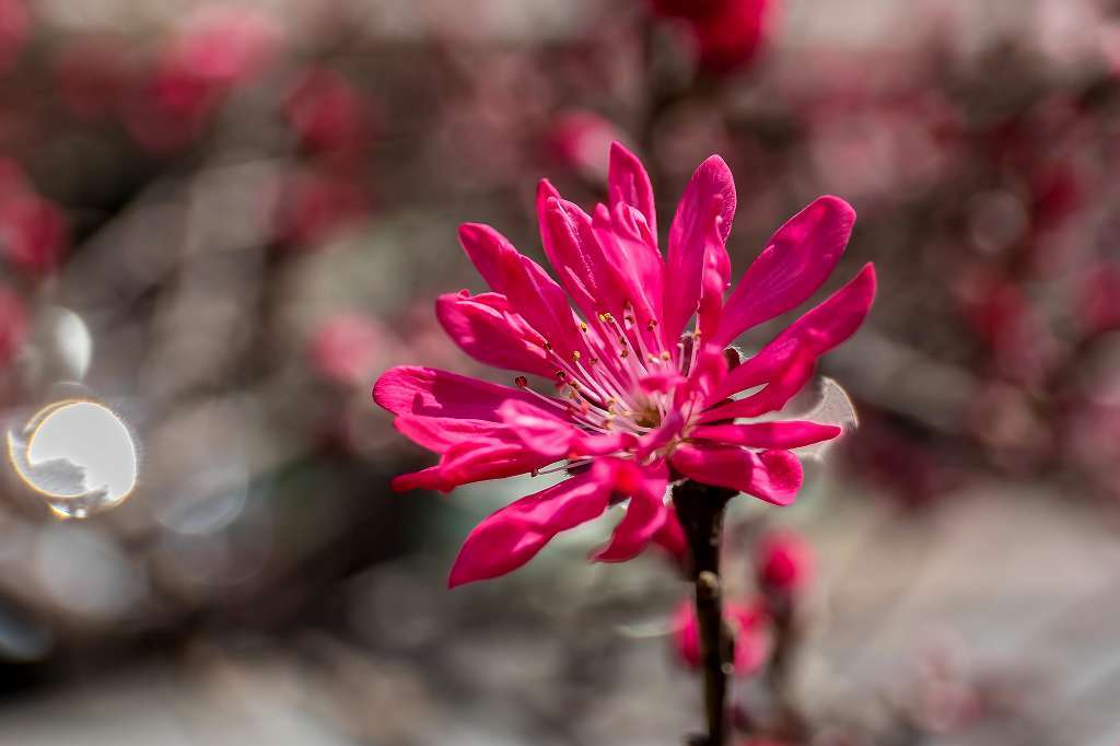近所の桜が満開になりました_f0044056_17563551.jpg