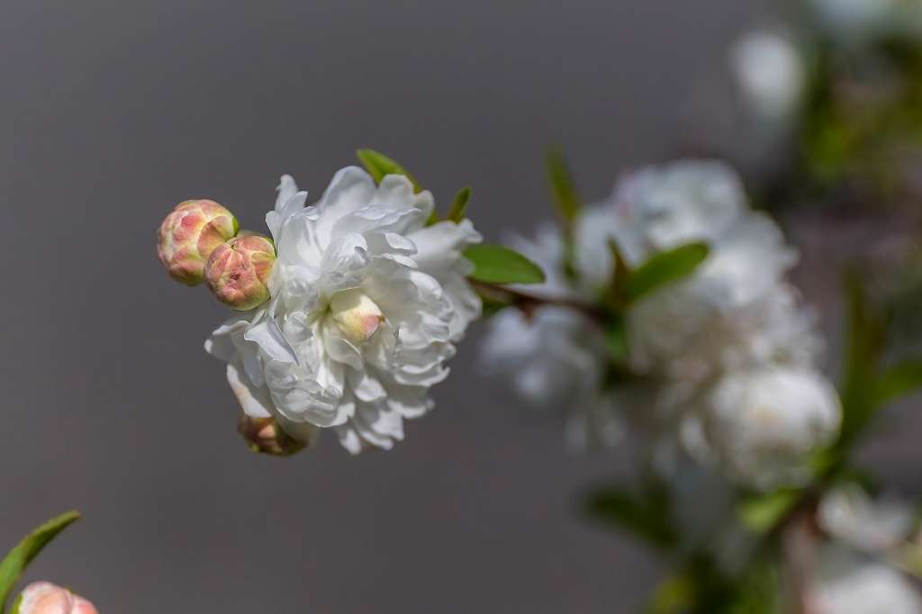 近所の桜が満開になりました_f0044056_17571927.jpg