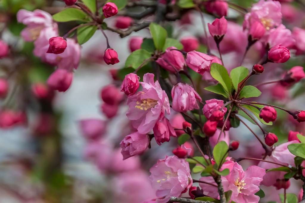 近所の桜が満開になりました_f0044056_17580914.jpg