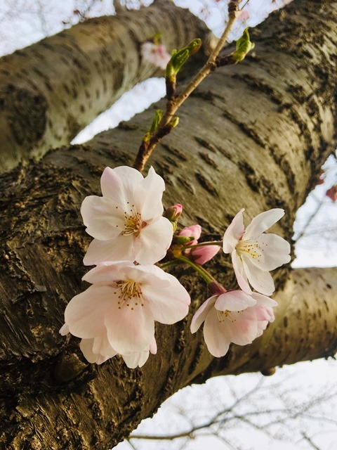 桜の開花情報！_d0166862_09273866.jpeg