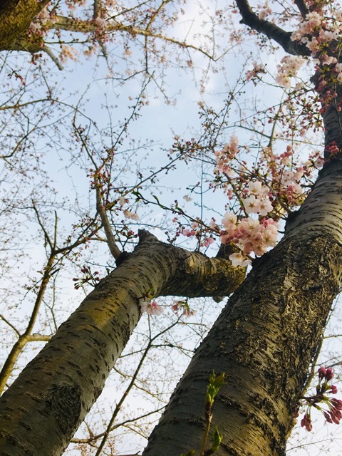 桜の開花情報！_d0166862_09274278.jpeg