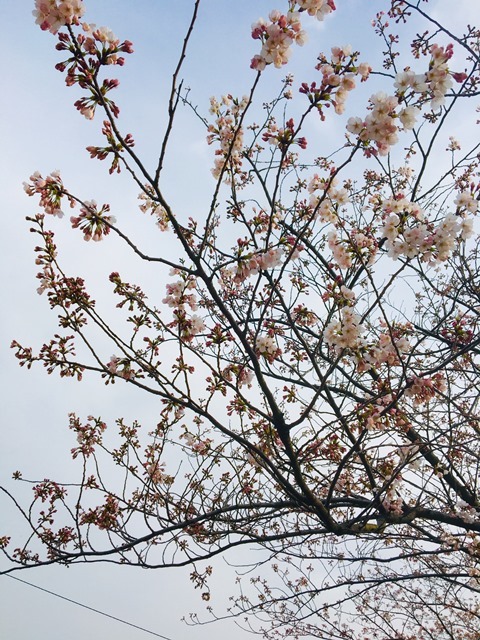 桜の開花情報！_d0166862_09274893.jpeg