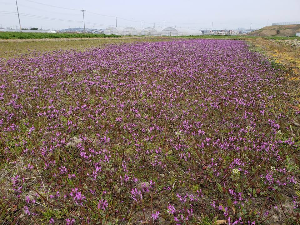 平成の時代も残り少なくなりました・・_e0355965_08065875.jpg