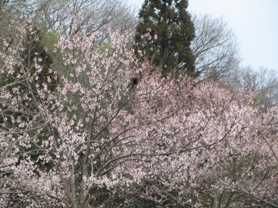 b0149071_12232753.jpg