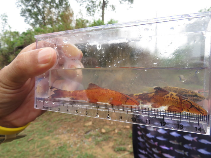 いよいよ投網を実践☆カンボジアの淡水魚を獲りたい！釣りたい！『水の暮らし体験』_e0322871_02203677.jpg