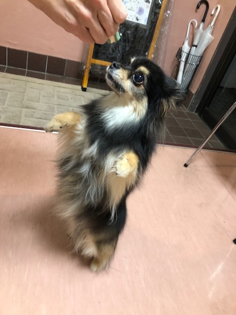 チロちゃんのお泊り(2019・3・30)_e0367571_21282879.jpg