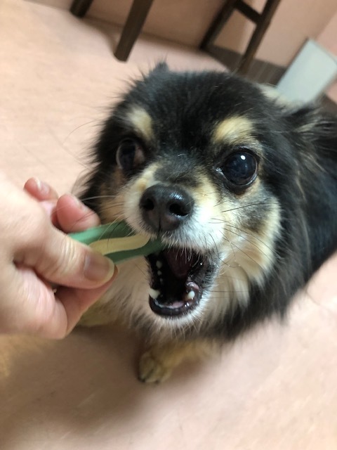 チロちゃんのお泊り(2019・3・30)_e0367571_21284318.jpg