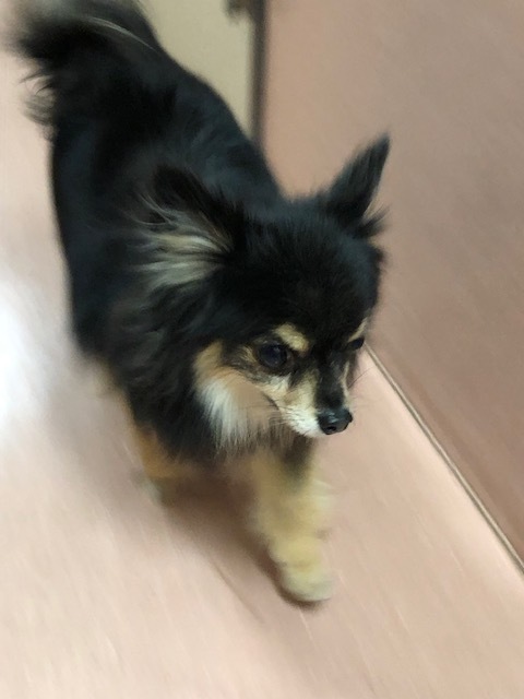 チロちゃんのお泊り(2019・3・30)_e0367571_21290486.jpg