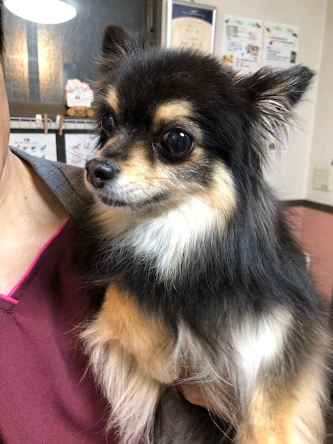 チロちゃんのお泊り(2019・3・30)_e0367571_22005593.jpg