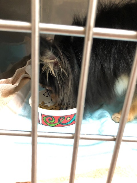 チロちゃんのお泊り(2019・3・30)_e0367571_22032793.jpg