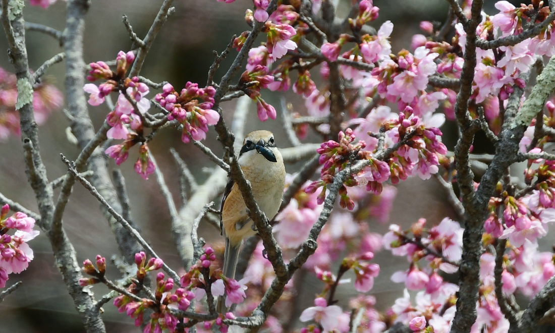 桜のなかでモズの速贄 鳥さん達の囀り キセキレイ ジョウビタキ_f0053272_20545966.jpg