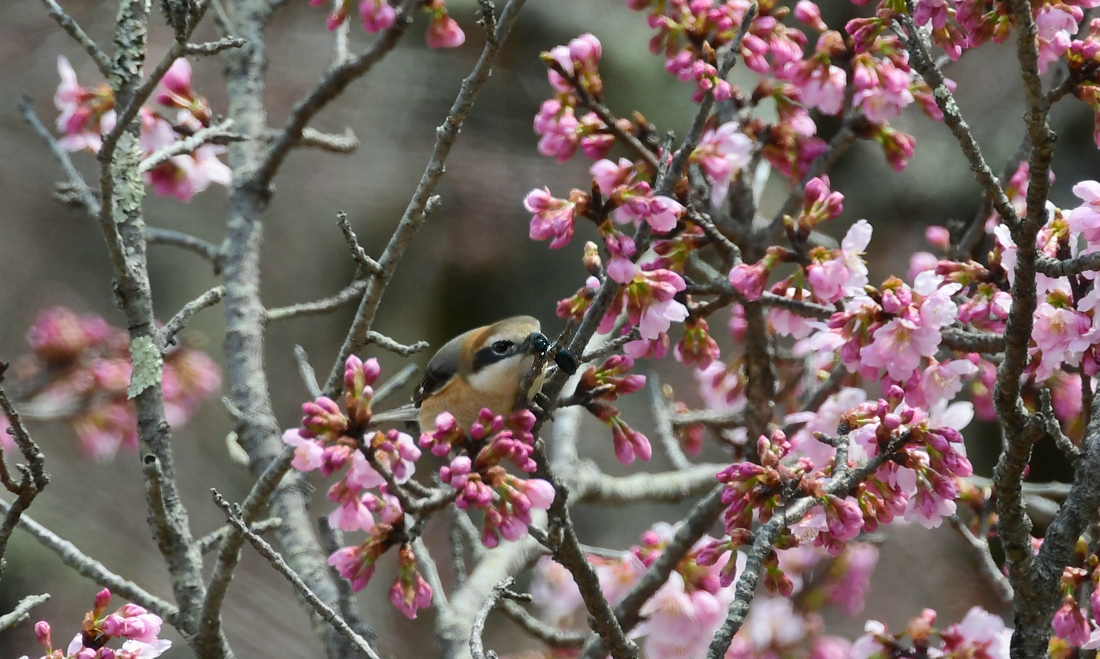 桜のなかでモズの速贄 鳥さん達の囀り キセキレイ ジョウビタキ_f0053272_20564072.jpg