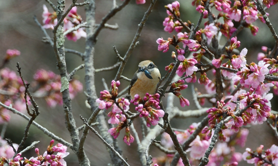 桜のなかでモズの速贄 鳥さん達の囀り キセキレイ ジョウビタキ_f0053272_20583786.jpg
