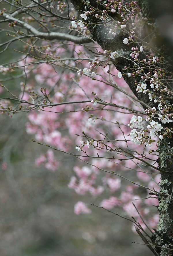 桜のなかでモズの速贄　　鳥さん達の囀り　キセキレイ　ジョウビタキ_f0053272_21274888.jpg