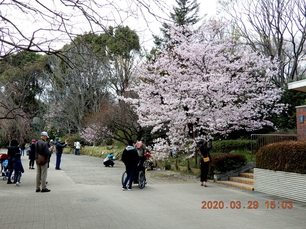 No.1533　観桜二題　ICUキャンパス＆神代植物公園_f0104277_06113109.jpg