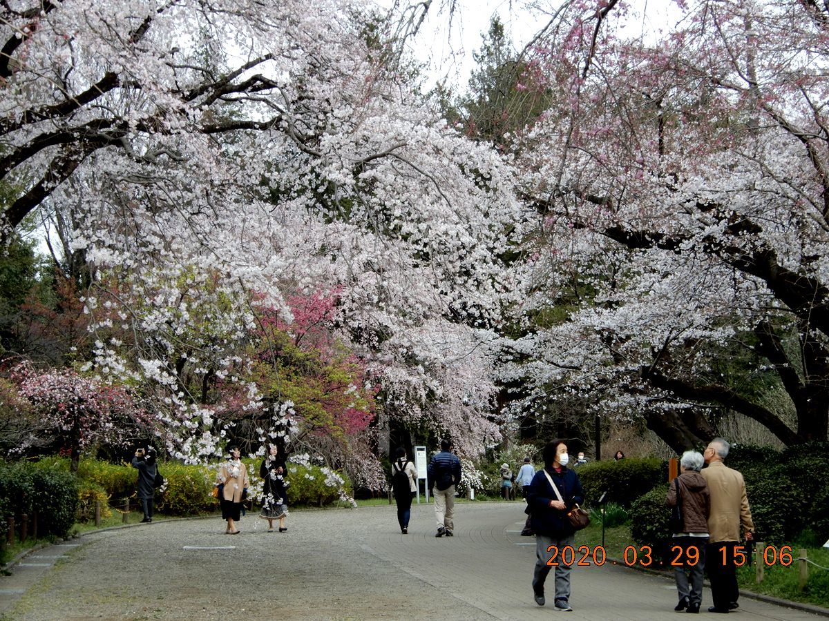 No.1533　観桜二題　ICUキャンパス＆神代植物公園_f0104277_06242498.jpg