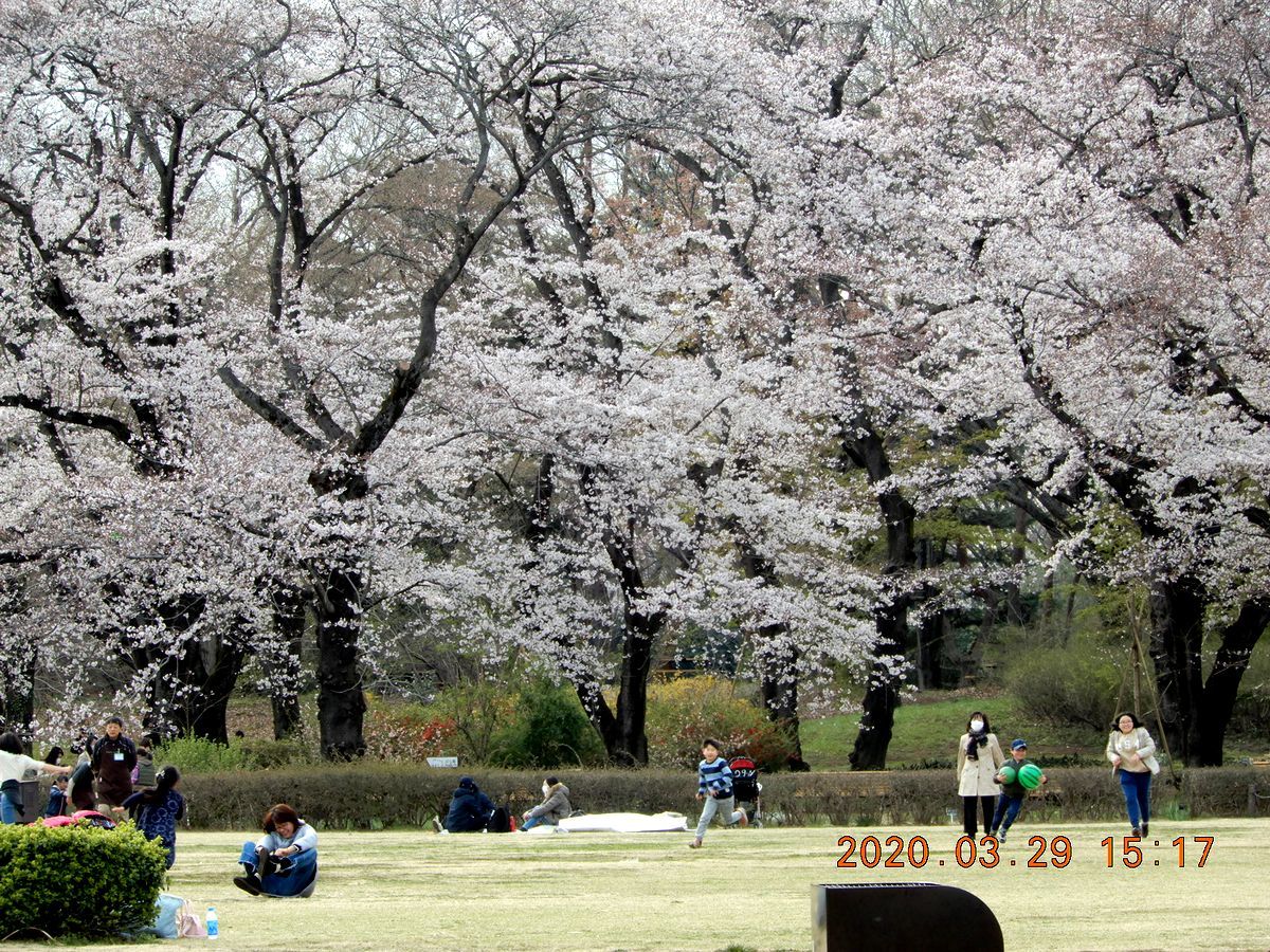 No.1533　観桜二題　ICUキャンパス＆神代植物公園_f0104277_06364916.jpg