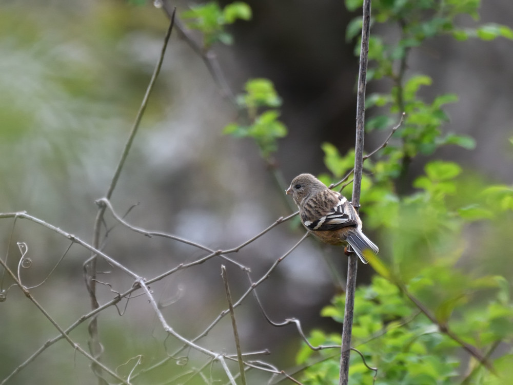 2019 03 30 　これがほんとの平成最後の鳥さん撮影は近見山_a0143491_23421973.jpg